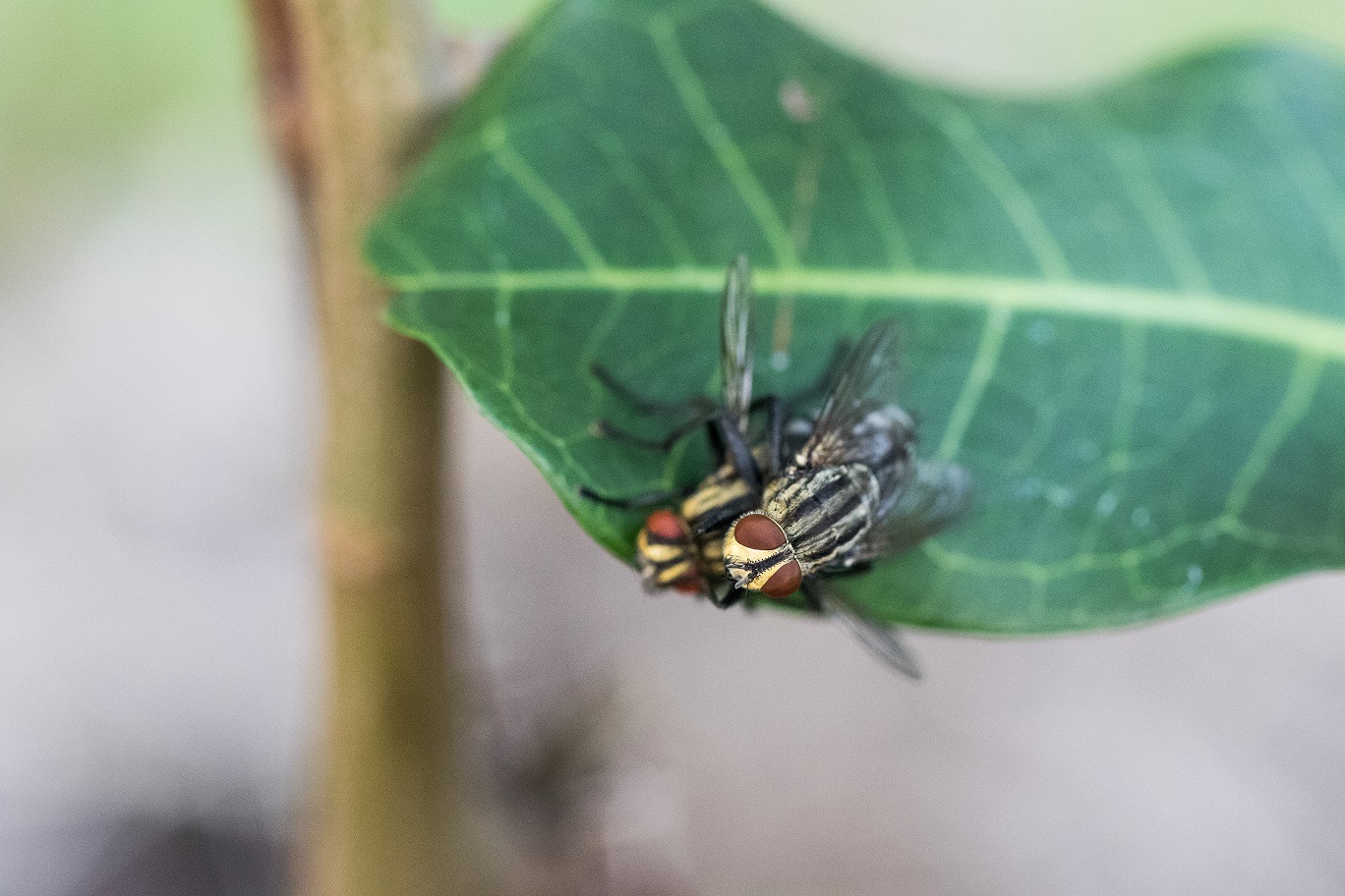 Two flies mating even closer